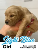 Light Blue Girl, a female Golden Retriever for sale in Santaquin, UT – Photo 3 of 5