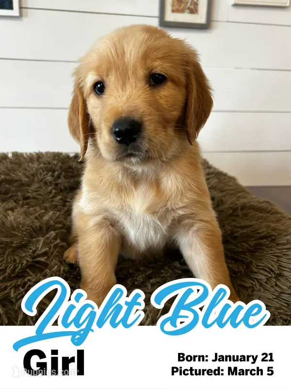 Light Blue Girl – Golden Retriever puppy for sale in Santaquin, UT