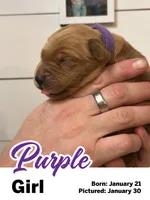 Purple Girl, a female Golden Retriever for sale in Santaquin, UT – Photo 4 of 5