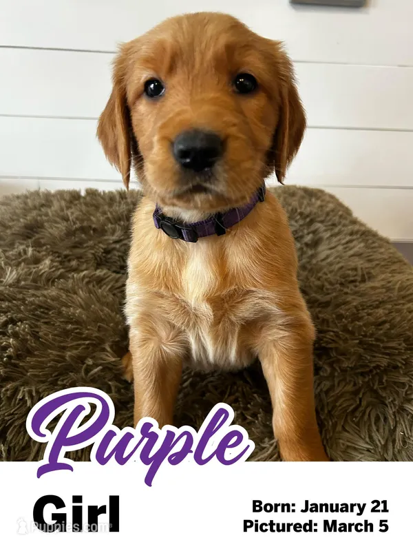 Purple Girl – Golden Retriever puppy for sale in Santaquin, UT