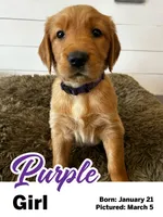 Purple Girl, a female Golden Retriever for sale in Santaquin, UT – Photo 1 of 5