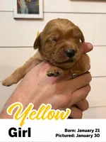 Yellow Girl, a female Golden Retriever for sale in Santaquin, UT – Photo 1 of 5