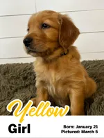 Yellow Girl, a female Golden Retriever for sale in Santaquin, UT – Photo 3 of 5