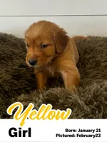 Yellow Girl, a female Golden Retriever for sale in Santaquin, UT – Photo 4 of 5