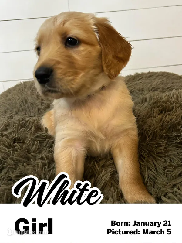 White Girl – Golden Retriever puppy for sale in Santaquin, UT