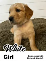 White Girl, a female Golden Retriever for sale in Santaquin, UT – Photo 1 of 5