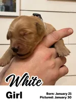 White Girl, a female Golden Retriever for sale in Santaquin, UT – Photo 4 of 5