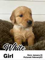 White Girl, a female Golden Retriever for sale in Santaquin, UT – Photo 2 of 5