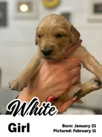 White Girl, a female Golden Retriever for sale in Santaquin, UT – Photo 3 of 5
