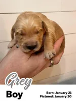 Grey Boy, a male Golden Retriever for sale in Santaquin, UT – Photo 4 of 5