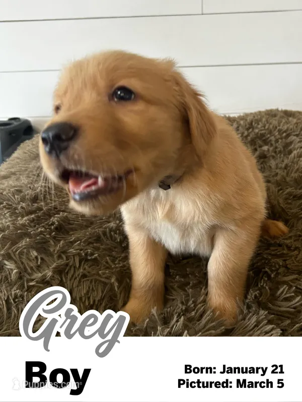 Grey Boy – Golden Retriever puppy for sale in Santaquin, UT