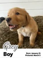 Grey Boy, a male Golden Retriever for sale in Santaquin, UT – Photo 1 of 5