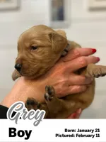 Grey Boy, a male Golden Retriever for sale in Santaquin, UT – Photo 3 of 5