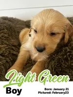 Light Green Boy, a male Golden Retriever for sale in Santaquin, UT – Photo 2 of 5