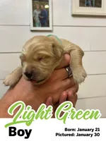 Light Green Boy, a male Golden Retriever for sale in Santaquin, UT – Photo 3 of 5