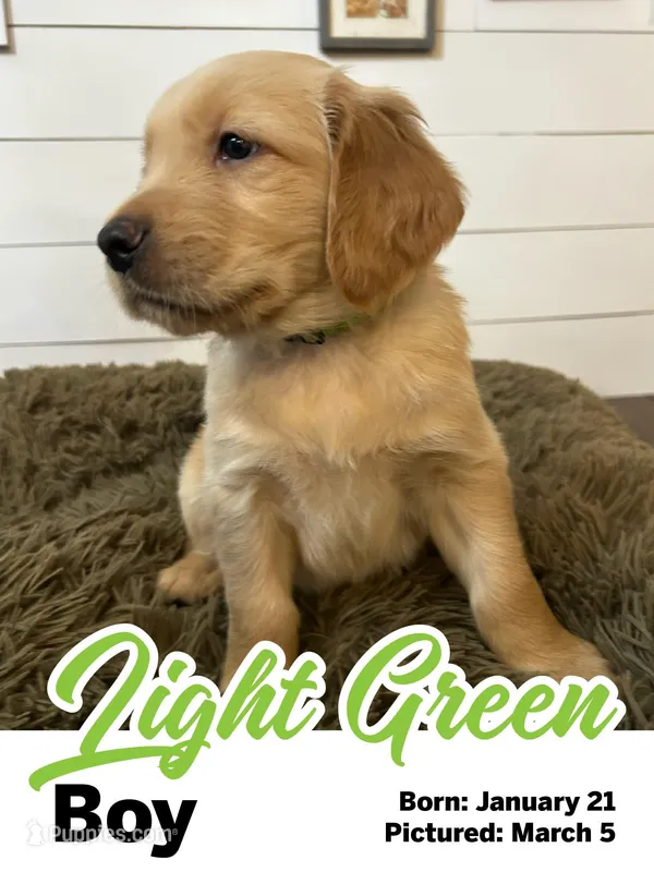 Light Green Boy – Golden Retriever puppy for sale in Santaquin, UT