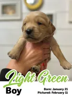 Light Green Boy, a male Golden Retriever for sale in Santaquin, UT – Photo 4 of 5