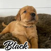 Black Boy, a male Golden Retriever for sale in Santaquin, UT – Photo 2 of 5