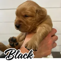 Black Boy, a male Golden Retriever for sale in Santaquin, UT – Photo 3 of 5