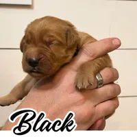 Black Boy, a male Golden Retriever for sale in Santaquin, UT – Photo 4 of 5