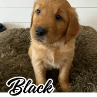 Black Boy, a male Golden Retriever for sale in Santaquin, UT – Photo 1 of 5