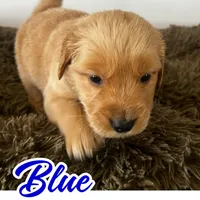 Blue Boy, a male Golden Retriever for sale in Santaquin, UT – Photo 2 of 5