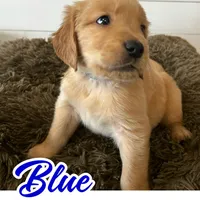 Blue Boy, a male Golden Retriever for sale in Santaquin, UT – Photo 1 of 5