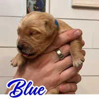 Blue Boy, a male Golden Retriever for sale in Santaquin, UT – Photo 4 of 5