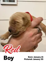 Red Boy, a male Golden Retriever for sale in Santaquin, UT – Photo 3 of 5