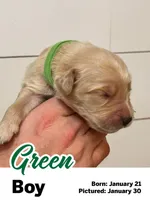 Green Boy, a male Golden Retriever for sale in Santaquin, UT – Photo 4 of 5