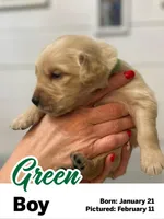 Green Boy, a male Golden Retriever for sale in Santaquin, UT – Photo 3 of 5