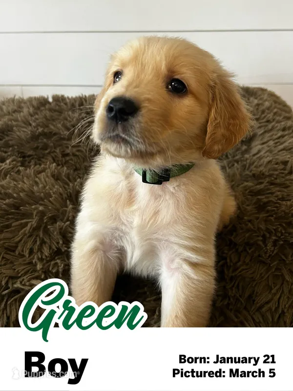 Green Boy – Golden Retriever puppy for sale in Santaquin, UT