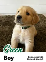 Green Boy, a male Golden Retriever for sale in Santaquin, UT – Photo 1 of 5