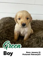 Green Boy, a male Golden Retriever for sale in Santaquin, UT – Photo 2 of 5