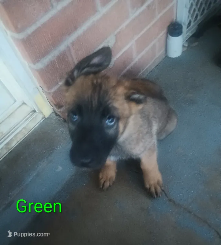 Green – German Shepherd Dog puppy for sale in Denver, CO