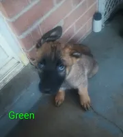 Green, a male German Shepherd Dog for sale in Denver, CO – 1 of 1