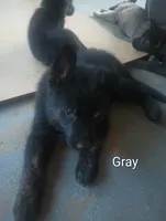 Gray, a male German Shepherd Dog for sale in Denver, CO – 2 of 2