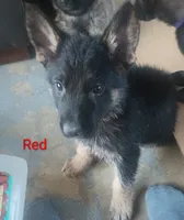 Red, a male German Shepherd Dog for sale in Denver, CO – 2 of 2