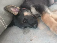 Red, a male German Shepherd Dog for sale in Denver, CO – 3 of 4