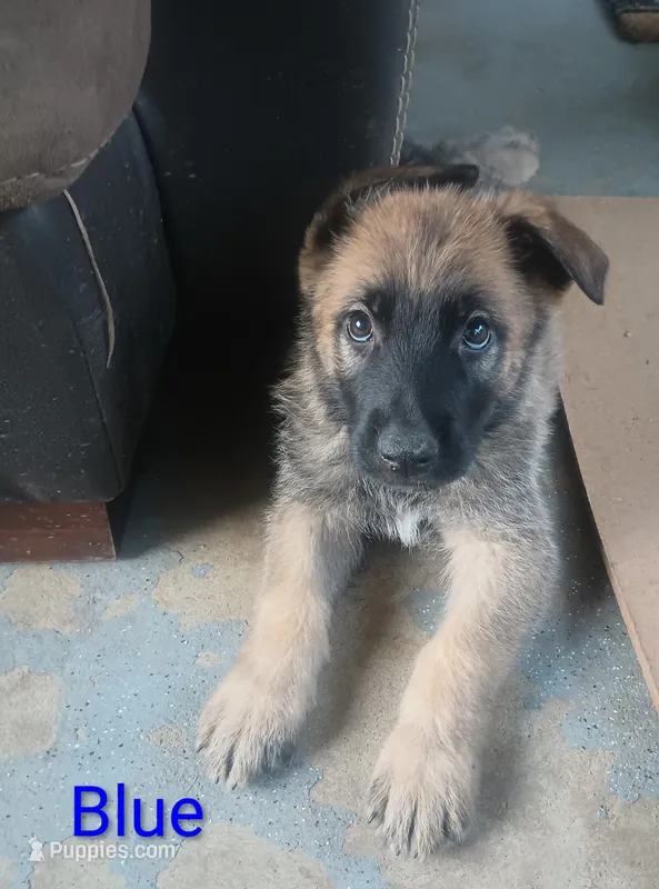 Blue – German Shepherd Dog puppy for sale in Denver, CO