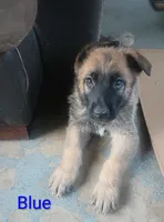 Blue, a male German Shepherd Dog for sale in Denver, CO – 1 of 1