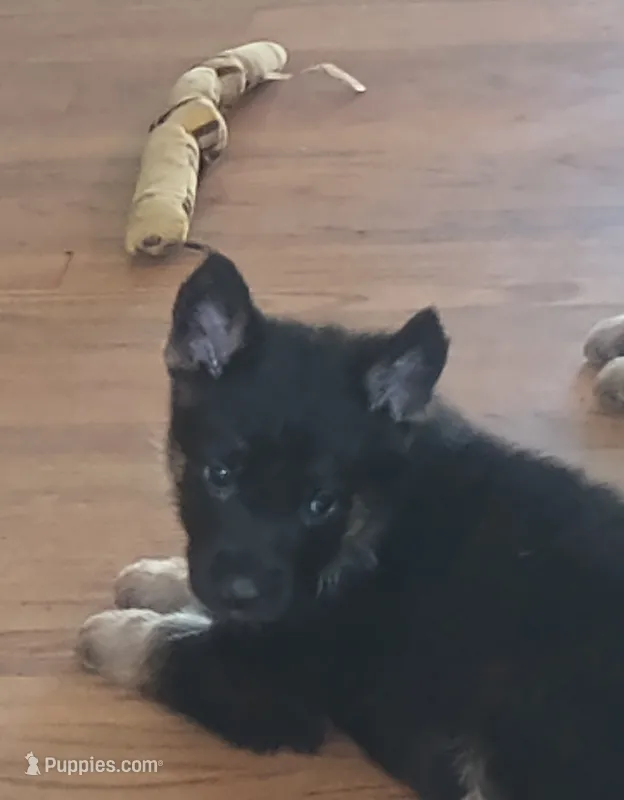 Red – German Shepherd Dog puppy for sale in Denver, CO