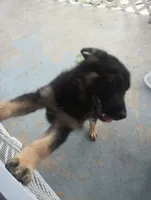 Red, a male German Shepherd Dog for sale in Denver, CO – 4 of 4