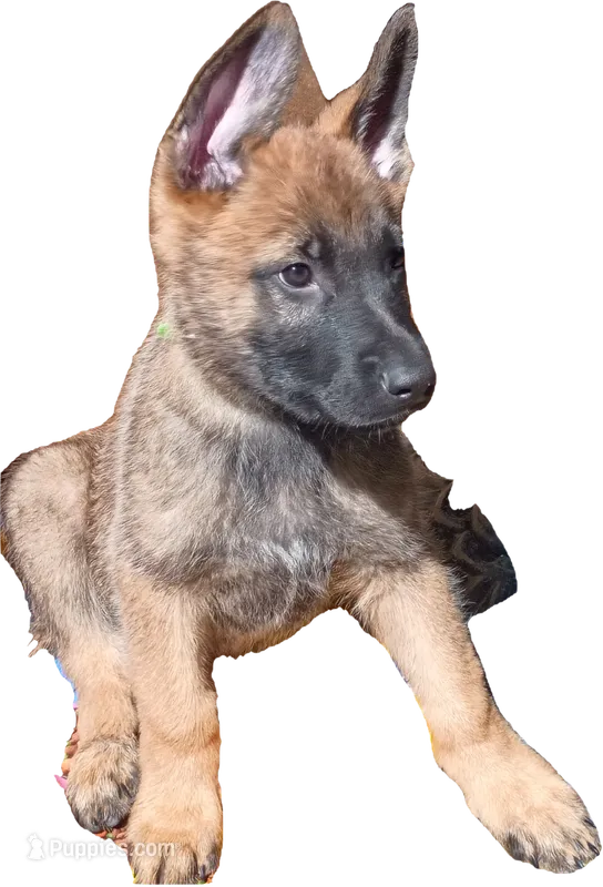 Green – German Shepherd Dog puppy for sale in Denver, CO