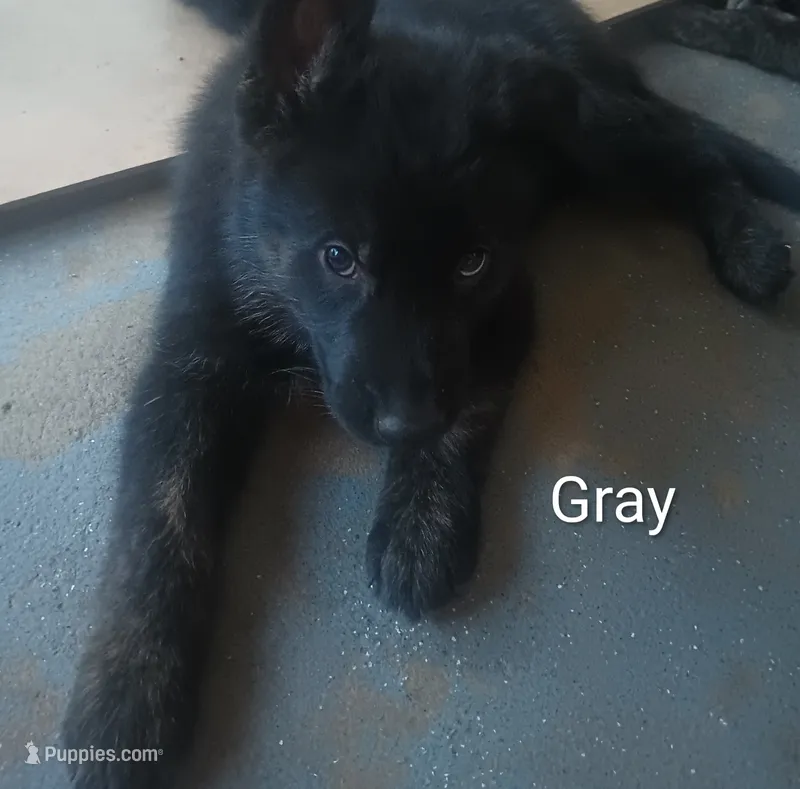 Gray – German Shepherd Dog puppy for sale in Denver, CO