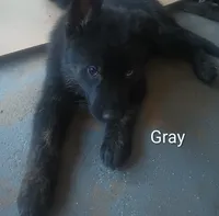 Gray, a male German Shepherd Dog for sale in Denver, CO – 1 of 2