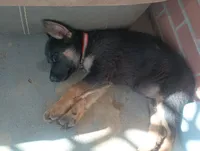 Red, a male German Shepherd Dog for sale in Denver, CO – 2 of 4