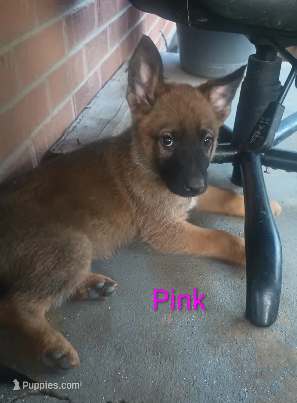 Pink – German Shepherd Dog puppy for sale in Denver, CO