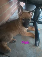 Pink, a male German Shepherd Dog for sale in Denver, CO – 1 of 1