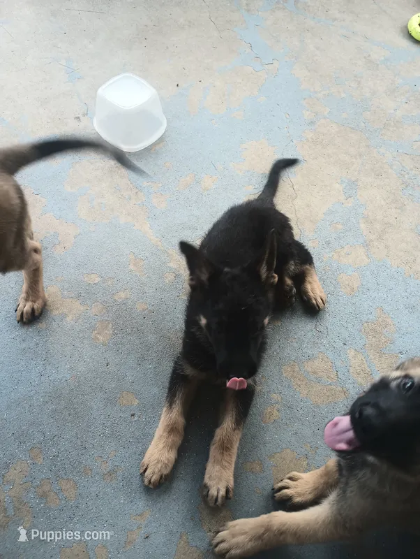 Red – German Shepherd Dog puppy for sale in Denver, CO